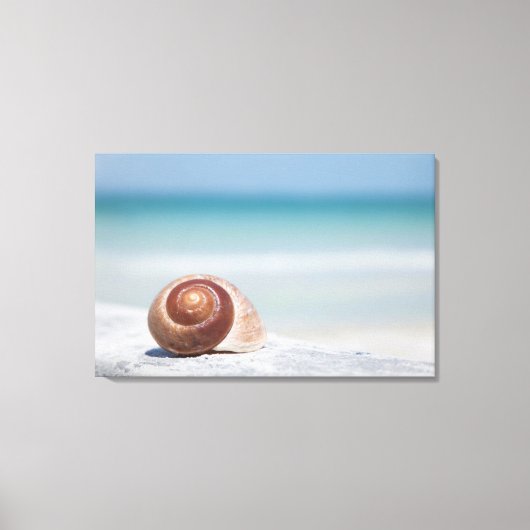 Seashell | Sint-Petersburg, Florida Canvas Afdruk (Voorkant)