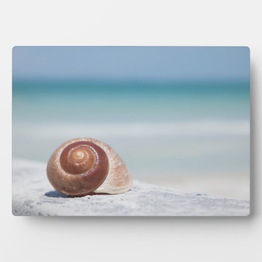 Seashell | Sint-Petersburg, Florida Fotoplaat (voorkant)