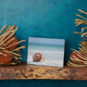 Seashell | Sint-Petersburg, Florida Fotoplaat (Zijkant)
