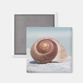 Seashell | Sint-Petersburg, Florida Magneet (Voorkant / Achterkant)