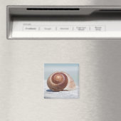 Seashell | Sint-Petersburg, Florida Magneet (Insitu (Vaatwasser))
