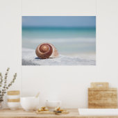 Seashell | Sint-Petersburg, Florida Poster (Keuken)