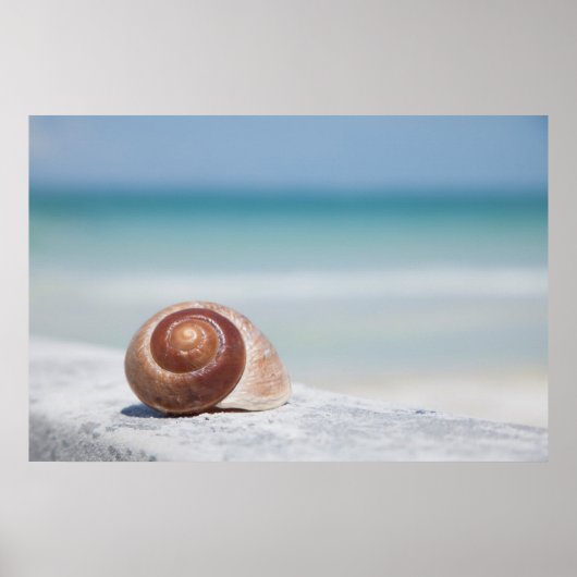 Seashell | Sint-Petersburg, Florida Poster (Voorkant)