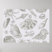 Seashell Soft Antiek Art Beach Shell Poster (Voorkant)