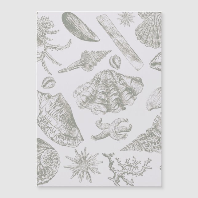 Seashell Soft Antiek Art Beach Shells (Voorkant)