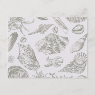 Seashell Soft Antiek Art Beach Shells Briefkaart