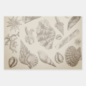Seashell Soft Antiek Art Beach Shells Inpakpapier Vel (Voorkant 2)