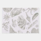 Seashell Soft Antiek Art Beach Shells Inpakpapier Vel (Voorkant)