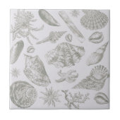 Seashell Soft Antiek Art Beach Shells Tegeltje (Voorkant)