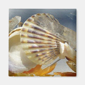 Seashell Sunshine Magnet (Voorkant)