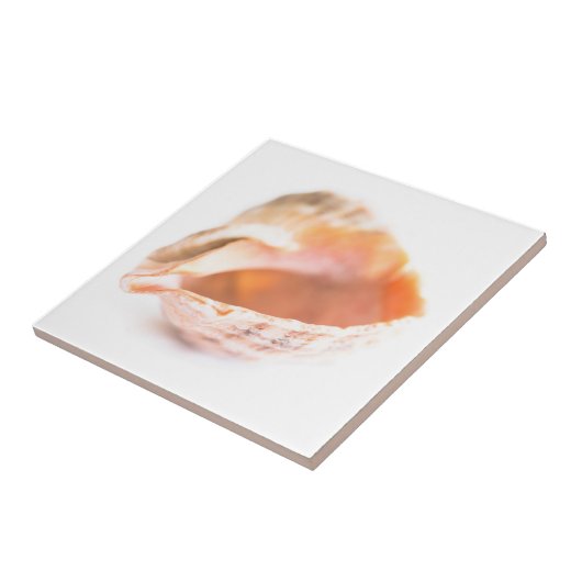 Seashell Tegeltje (Zijkant)