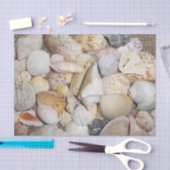 Seashell Tissuepapier (Craft)