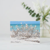 Seashell Tree op Marco Island Briefkaart (Staand voorkant)