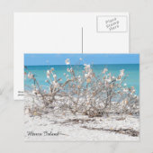 Seashell Tree op Marco Island Briefkaart (Voorkant / Achterkant)