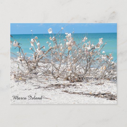 Seashell Tree op Marco Island Briefkaart (Voorkant)