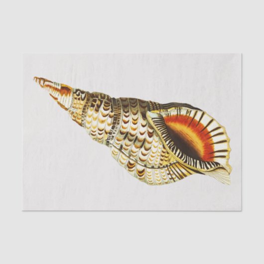  Seashell trompet Illustratie Tissuepapier (Voorkant)