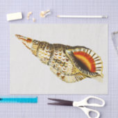  Seashell trompet Illustratie Tissuepapier (Craft)