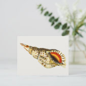  Seashell-trompetillustratie Briefkaart (Staand voorkant)