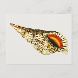 Seashell-trompetillustratie Briefkaart