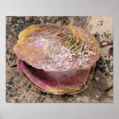 Seashell van de kust poster (Voorkant)