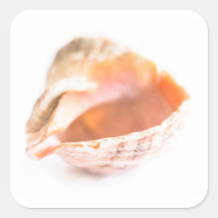Seashell Vierkante Sticker
