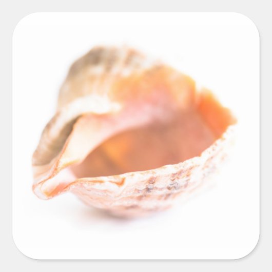 Seashell Vierkante Sticker (Voorkant)