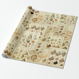  Seashell Wrap voor Ontkoppel of Gift Wrap Cadeaupapier