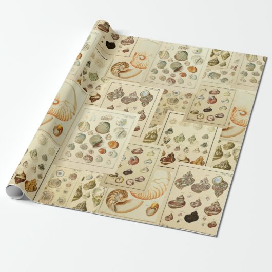 Seashell Wrap voor Ontkoppel of Gift Wrap Cadeaupapier (Uitgerold)