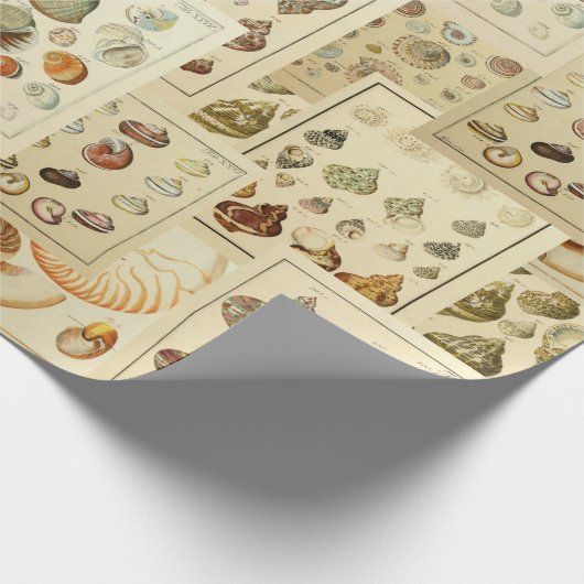  Seashell Wrap voor Ontkoppel of Gift Wrap Cadeaupapier (Hoek)