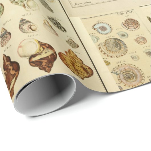  Seashell Wrap voor Ontkoppel of Gift Wrap Cadeaupapier (Rol Hoek)