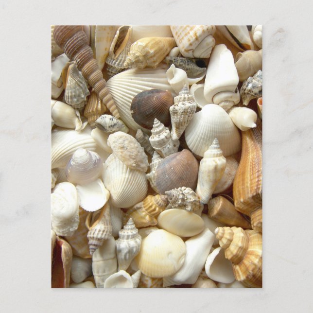 Seashells (Voorkant)
