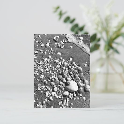 Seashells Beach Black & White Florida Foto Briefkaart (Staand voorkant)