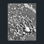 Seashells Beach Black & White Florida Foto Briefkaart<br><div class="desc">Hoi daar! Ik hoop dat je deze foto leuk vindt die ik op mijn reizen heb gemaakt. Voel je vrij om je eigen tekst toe te voegen! Bekijk mijn winkel voor meer informatie.</div>