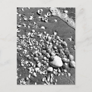 Seashells Beach Black & White Florida Foto Briefkaart