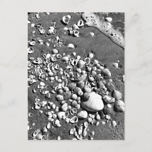 Seashells Beach Black & White Florida Foto Briefkaart (Voorkant)
