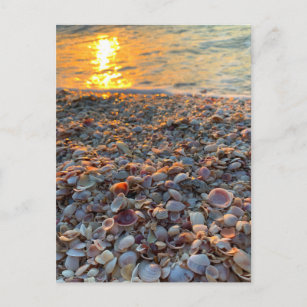 Seashells Beach Sunset Clearwater Florida Foto Briefkaart