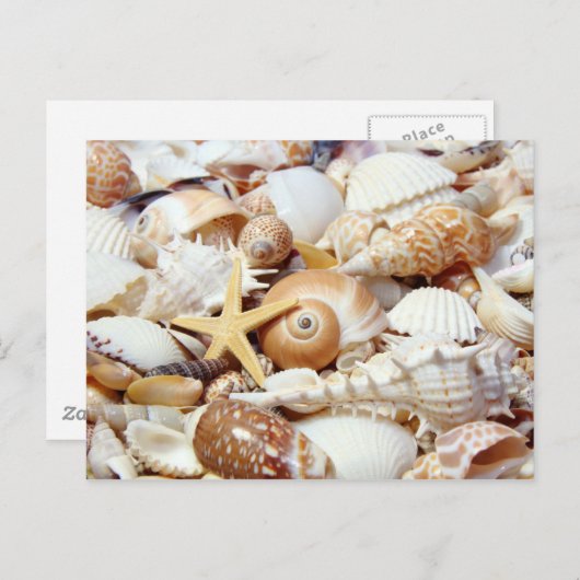 Seashells Briefkaart (Voorkant / Achterkant)