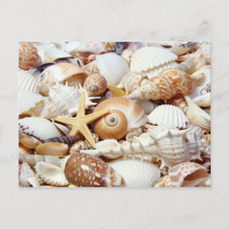 Seashells Briefkaart
