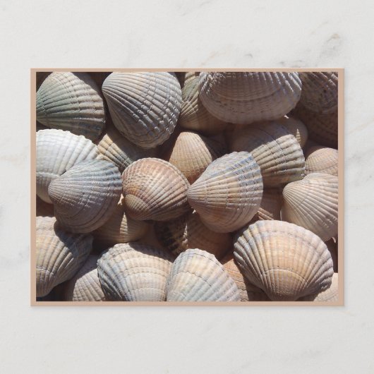 Seashells Briefkaart (Voorkant)