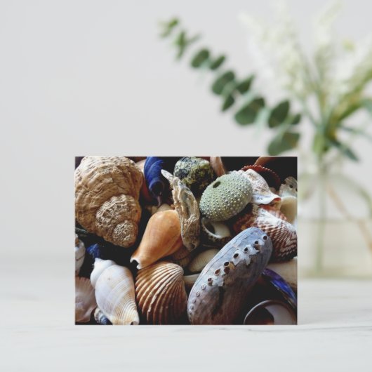 Seashells Briefkaart (Staand voorkant)