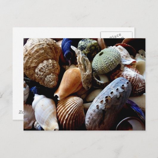 Seashells Briefkaart (Voorkant / Achterkant)