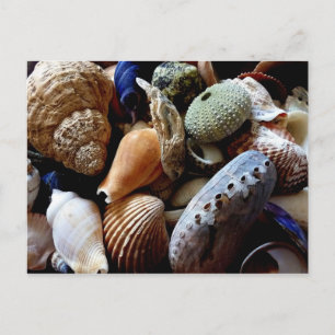 Seashells Briefkaart