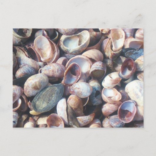 Seashells Briefkaart (Voorkant)