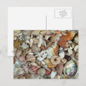 Seashells Galore Briefkaart (Voorkant / Achterkant)