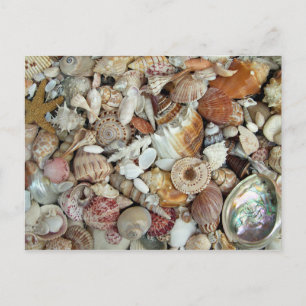 Seashells Galore Briefkaart