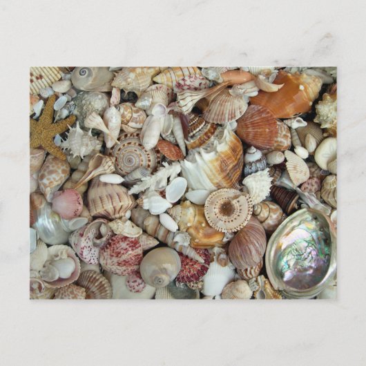 Seashells Galore Briefkaart (Voorkant)