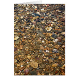 Seashells in Clear Creek