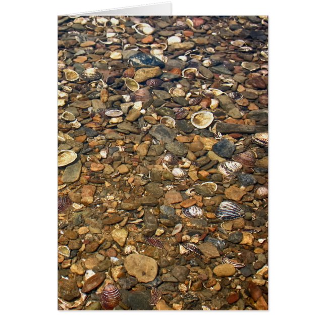 Seashells in Clear Creek (Voorkant)