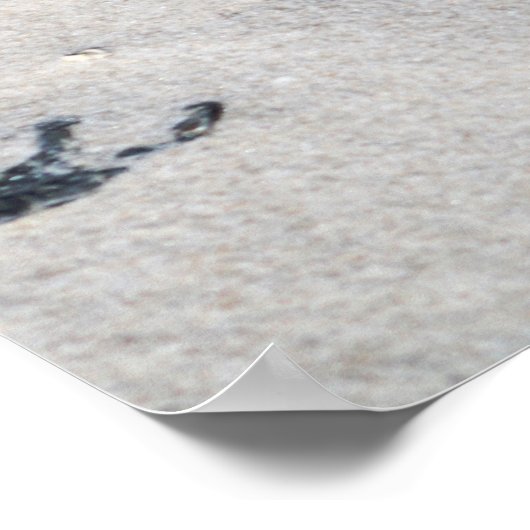 Seashells in de Zandkleur 16x20 Poster (Hoek)