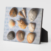Seashells op ankerachtergrond fotoplaat (Zijkant)
